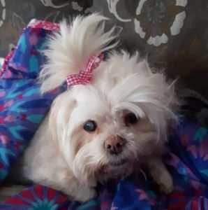 Meet your Posher, Buffy